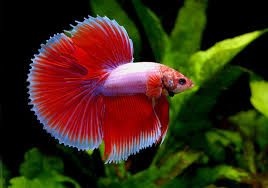 fishes