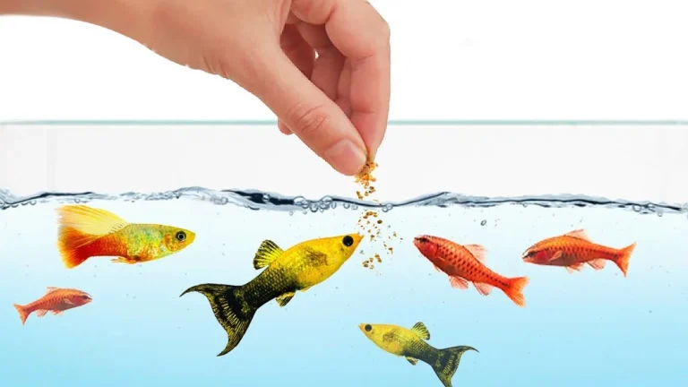 تغذیه اصولی ماهیان آکواریومی3