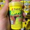 غذا تروپیکال GUPPY